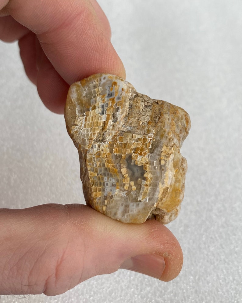 Lake Superior Achat Fossil Coral Specimen Awesome Snake Etsy