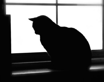 Cadre Chat Noir Et Blanc Etsy Cadre Chat Noir Et Blanc Etsy