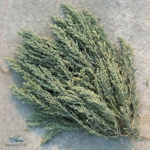 Sagebrush | Artemisia tridentata | Freshly Harvested High Desert Sage | Big Sage | Wholesale | Bulk Bunches | Aromatic Fresh Incense Clean