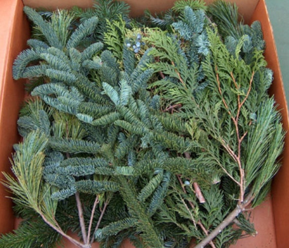 Assorted Christmas Greenery DIY Large Box Oregon Greens Fresh Cut