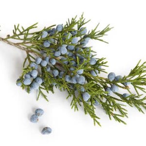 May include: A sprig of juniper with blue berries and green leaves against a white background.