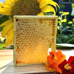 May include: A vibrant image showcasing a bright yellow sunflower, a wooden frame filled with honeycomb, and two colorful flowers. The honeycomb is a golden yellow, and the flowers are orange and red. The scene is set outdoors with a blurred background.