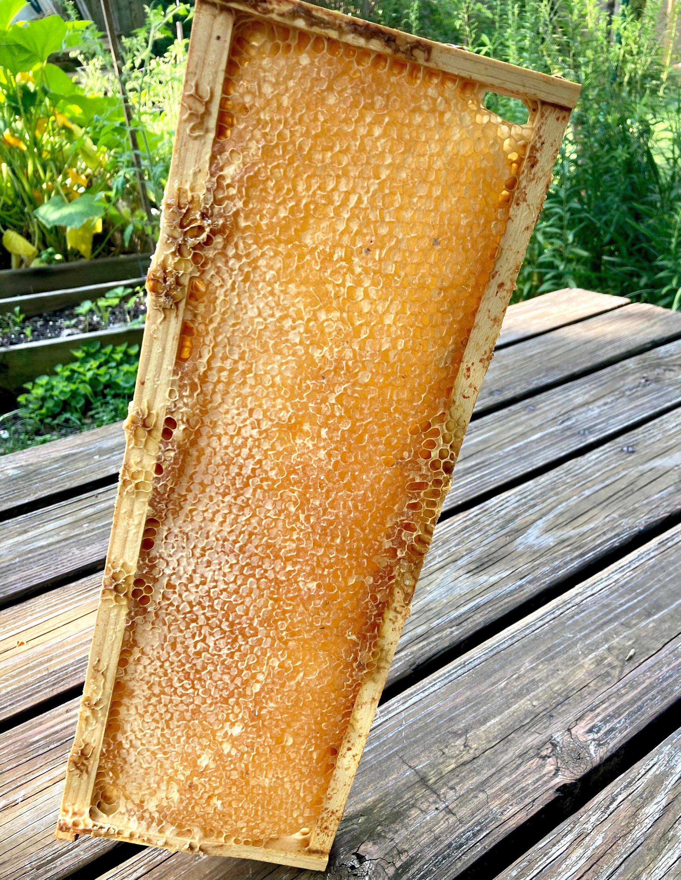 Whole frame. Raw honey comb filled with pure honey. Etsy