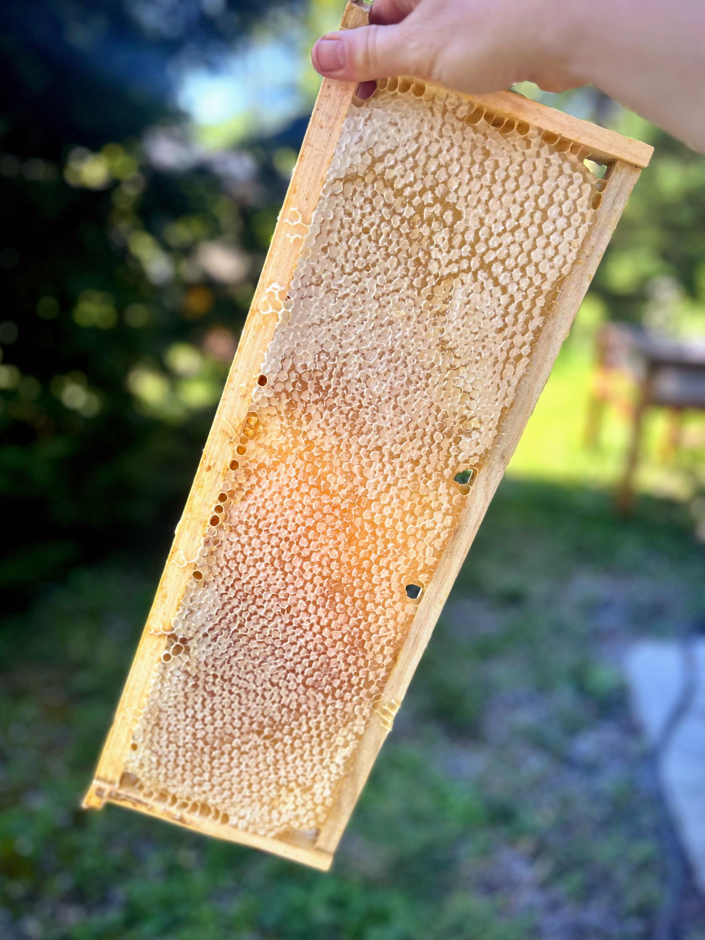 Whole Honeycomb Frame 4-5 lb, Plastic Free Raw Comb Honey - Summer & Goldenrod Fall Harvest - Preorder, Ships October - Finger Lakes NY