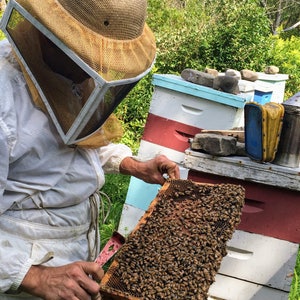 Raw Black Locust honey 1 lb honey jar unheated and unfiltered pure raw varietal honey from Ithaca New York image 10