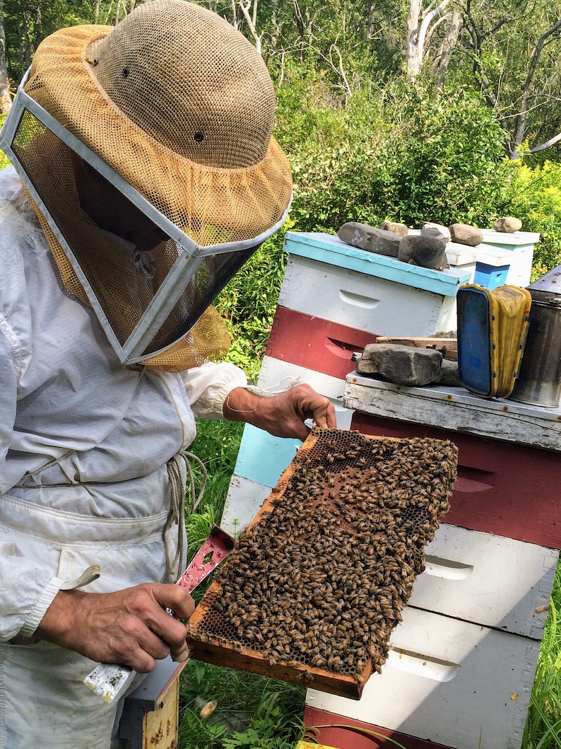 Raw Black Locust honey 1 lb honey jar unheated and unfiltered pure raw varietal honey from Ithaca New York image 10