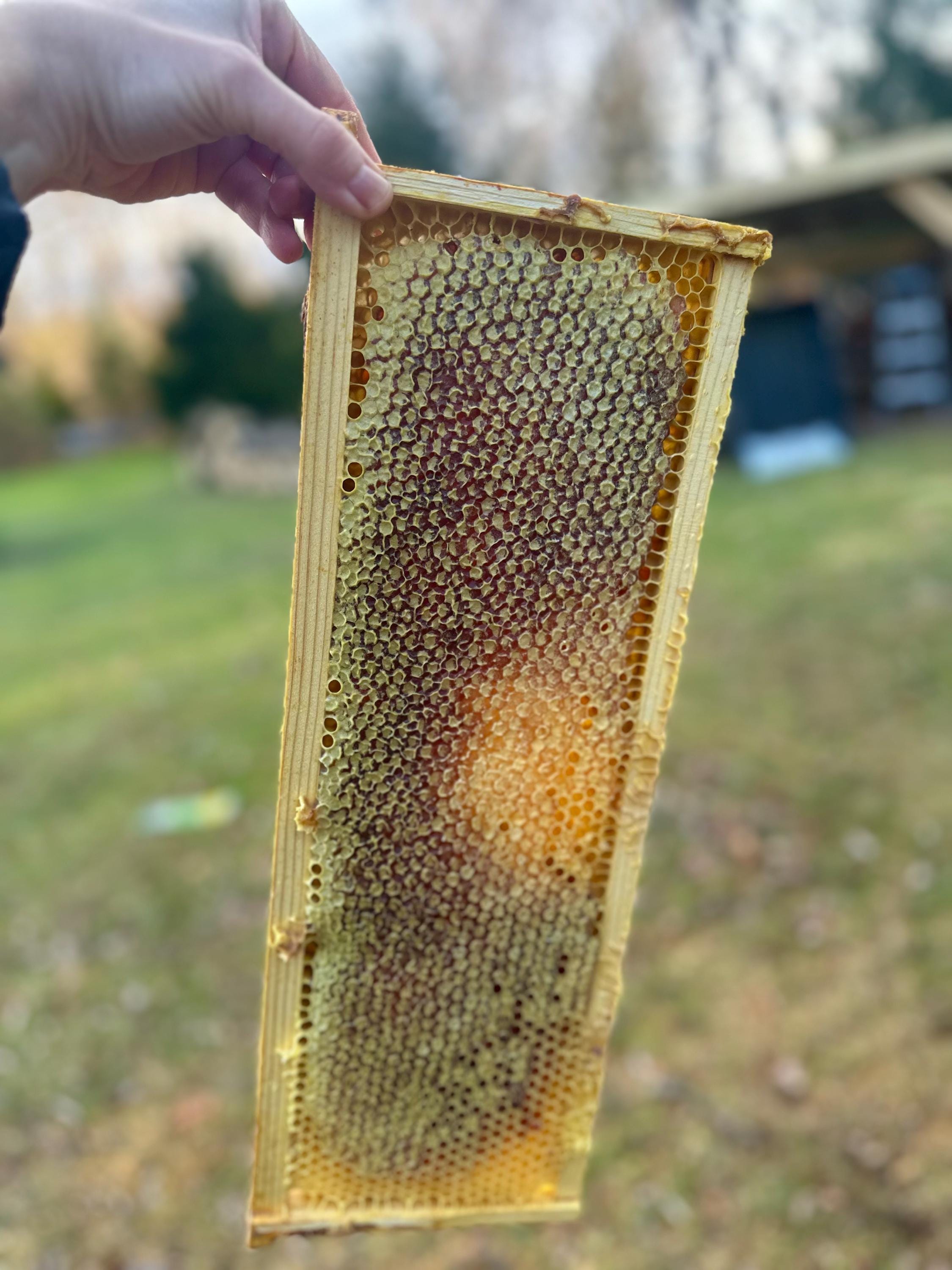 Raw Honeycomb Frame: Seasonal Artisan Honey, comb honey - Made in 