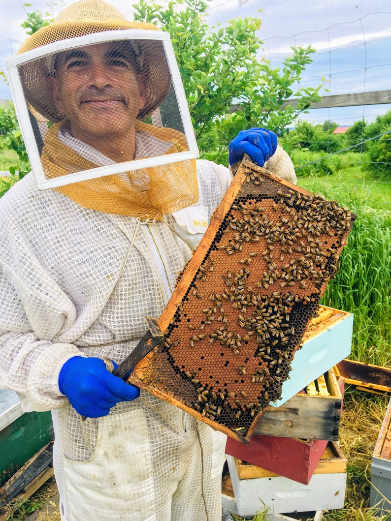 Proud beekeeper showing off a perfect comb of brood