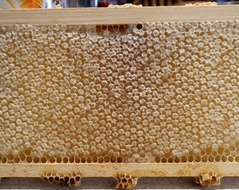 Whole honeycomb frame. Raw honey comb filled with pure fall dark honey. Naturally made by our honeybees