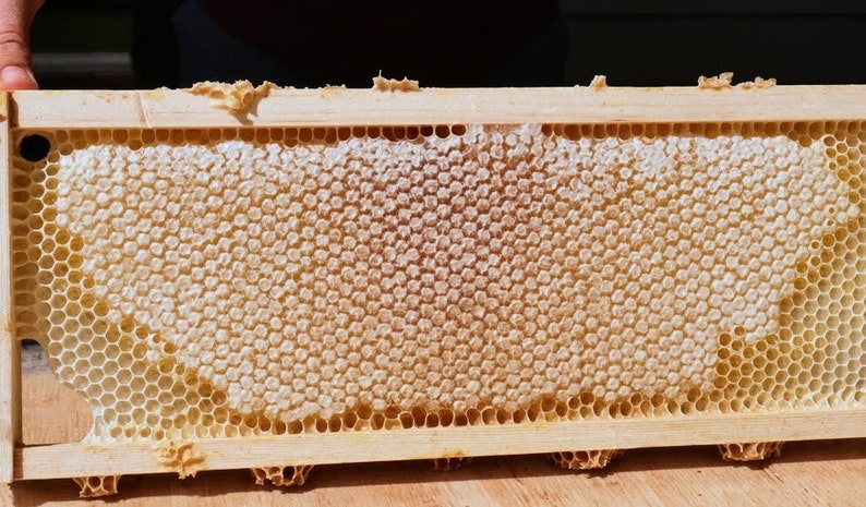 Raw honeycomb. Raw honey comb filled with pure honey real comb honey, raw food, 12-16oz image 8