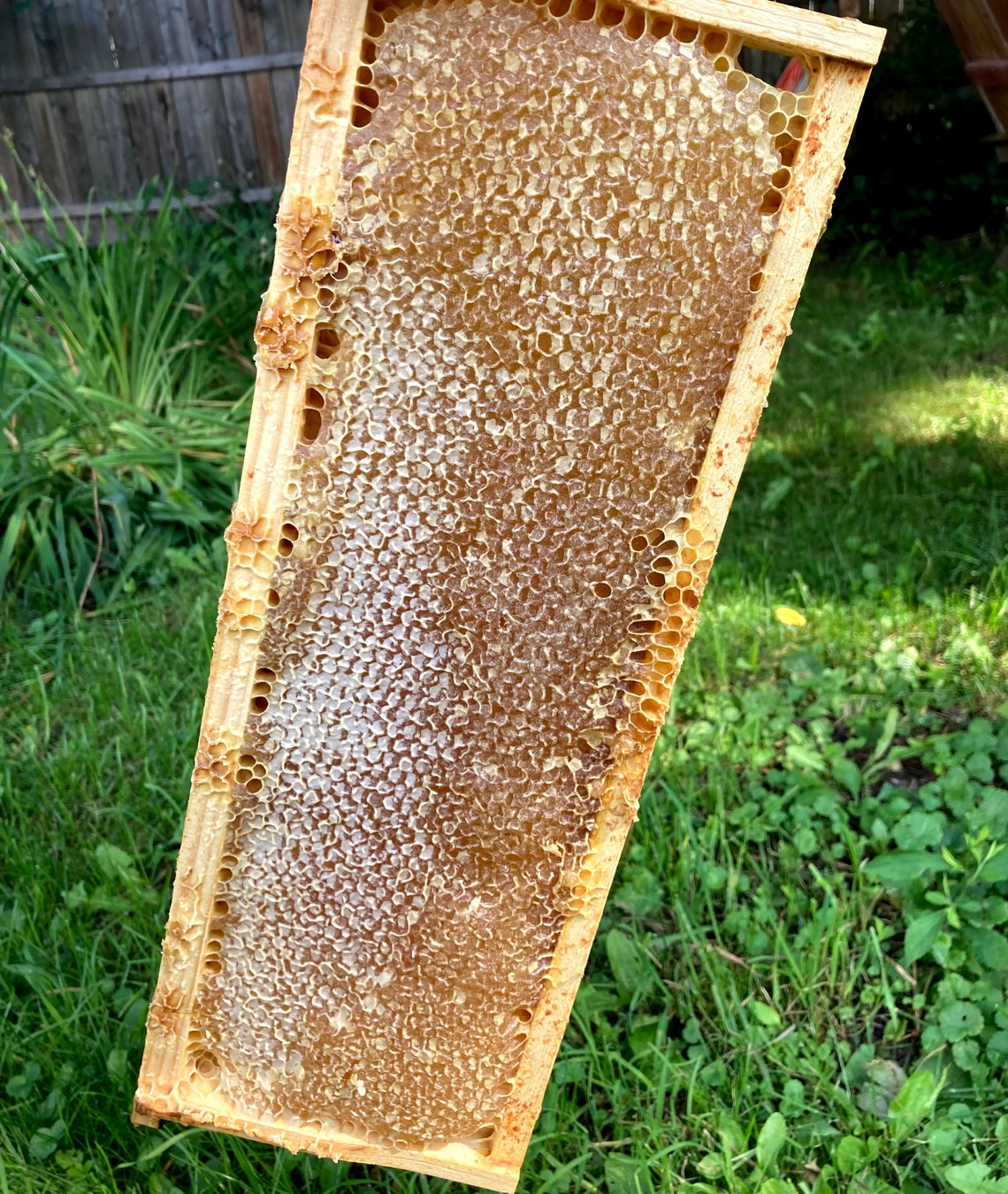 Whole frame. Raw honey comb filled with pure honey. Etsy