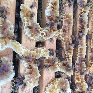 honeybees making raw honey