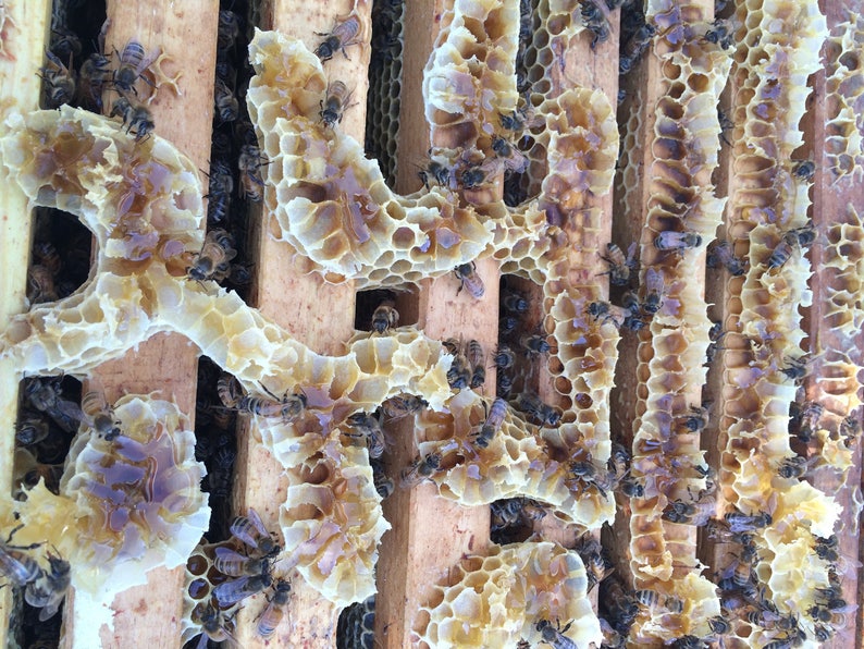 honeybees making raw honey