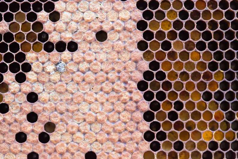 honeycomb