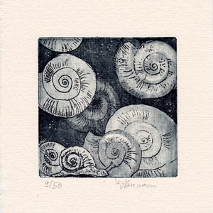 Può includere: Una stampa in bianco e nero di un gruppo di conchiglie di lumaca. La stampa è firmata "J. Vere-Martin" e numerata "9/50".