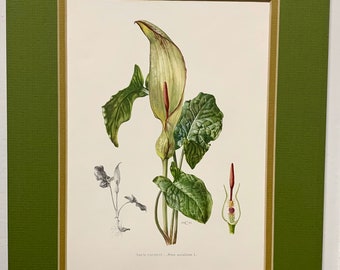 Vintage Botanical Prints