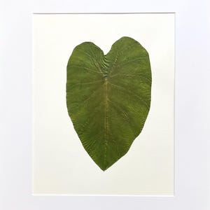 May include: A framed pressed green leaf in the shape of a heart.