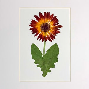 Original véritable fleur pressée art pressé botanique art herbier de pressé gerbera marguerite 8 x 10