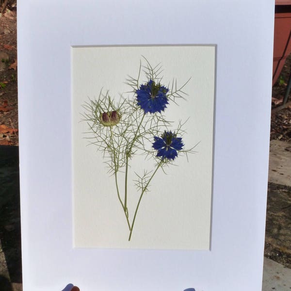 Real Pressed Flower Art Botanical Art Herbarium of Love-in-a-Mist 8x10
