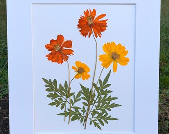 Real Pressed Flower Art Pressed Botanical Art Herbarium of Orange and Yellow Cosmos 11x14