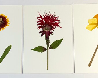 Original Real Pressed Flower Art Botanical Art Herbarium Collection 8x10 OR 5x7