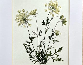 Real Original Pressed Flower Botanical of Queen Anne's Lace 11x14
