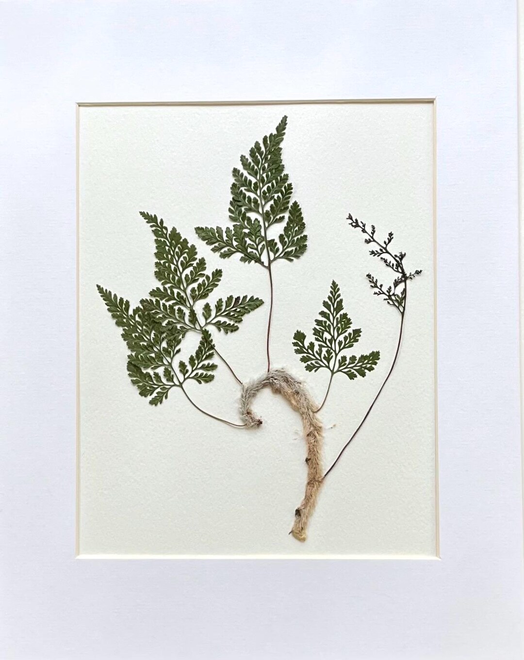 The Grand Herbarium - Large Real Pressed Fern & Flower Art (A3 Size)