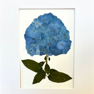 HEISENLIN Blue Dried Pressed Flowers Hydrangea with Stem for Resin Crafts  Embellishments, 42PCS Natural Pressed Flowers for Resin Jewelry DIY Phone