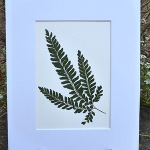 Real Pressed Fern Botanical Art Herbarium of Rosy Maidenhair Fern 8x10