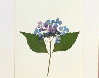 Original Real Pressed Flower Art Pressed Botanical Art Herbarium of Bluebird Blue Hydrangea 11x14