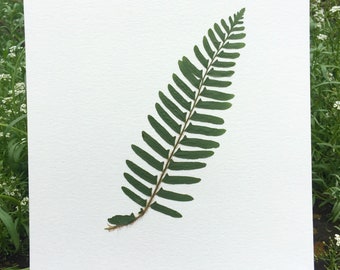 Real Pressed Fern Pressed Botanical Art Herbarium of Christmas Fern 8x10