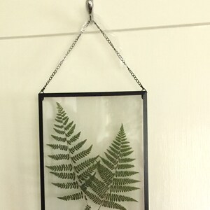Real Pressed Fern Framed Pressed Botanical Art Herbarium of Lady Ferns  in  8x10 Float Frame with Chain
