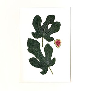 May include: A pressed fig leaf and a half fig with a pink interior on a white background.