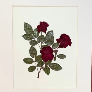 Real Pressed Flower Art Pressed Botanical Art Herbarium of Knock Out Red Roses 11x14