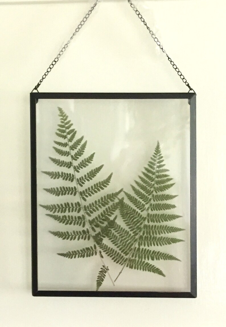 Real Pressed Fern Framed Pressed Botanical Art Herbarium of Etsy UK