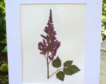 Real Pressed Flower Art Botanical Art Herbarium of Pink Astilbe 'Visions' 8x10 or 11x14