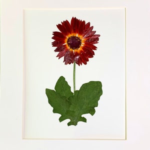 Original véritable fleur pressée art pressé botanique art herbier de pressé Gerbera Daisy 11 x 14