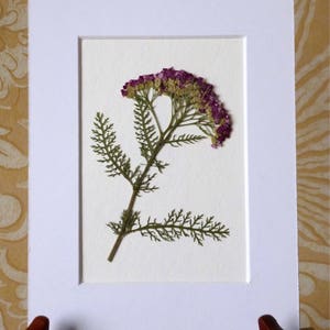 Real Pressed Flower Art Botanical Art Herbarium of Pink Yarrow 5x7