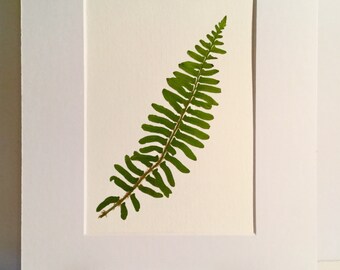 Real Pressed Fern Botanical Art Herbarium of Christmas Fern 5x7 OR 8x10