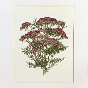 Véritable original fleur pressée art pressé botanique art herbier d'achillée millefeuille rose 11 x 14