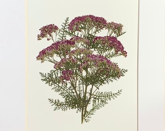 Real Original Pressed Flower Art Pressed Botanical Art Herbarium of Pink Yarrow 11x14