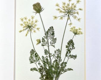 Real Original Pressed Flower Botanical of Queen Anne's Lace 11x14