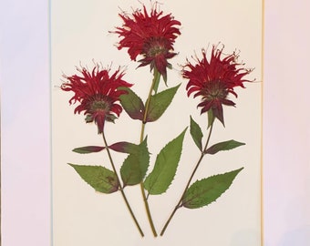 Real Original Pressed Flower Art Pressed Botanical Art Herbarium of Scarlet Bee Balm 11x14