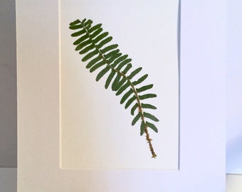 Real Pressed Fern Botanical Art Herbarium of Christmas Fern 5x7 OR 8x10