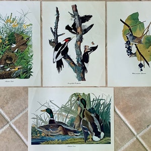 Vintage Audubon Birds of America Prints