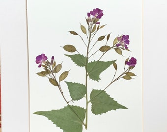 Original Real Pressed Flower Art Pressed Botanical Art Herbarium of Lunaria Money Plant 11x14