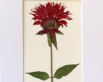 Real Original Pressed Flower Art Pressed Botanical Art Herbarium of Bee Balm 8x10