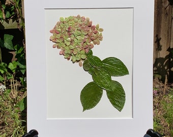 Real Pressed Flower Art Pressed Botanical Art Herbarium of Limelight Hydrangea 11 x 14