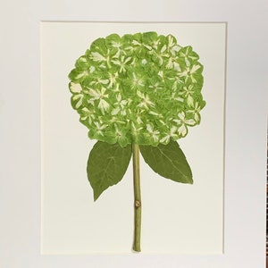 Véritable art floral pressé herbier d'art botanique pressé d'hortensias roses et vert citron 11 x 14