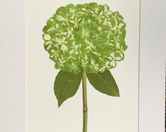 Real Pressed Flower Art Pressed Botanical Art Herbarium of Pink and Lime Green Hydrangea 11x14